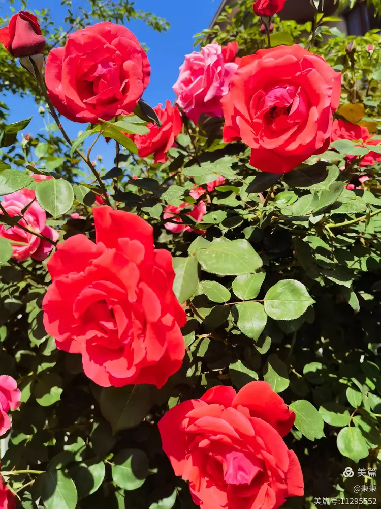 2025小区里随拍枚瑰花绽放🌹🌹欢迎👏👏大家欣赏✌✌“原创”(4)